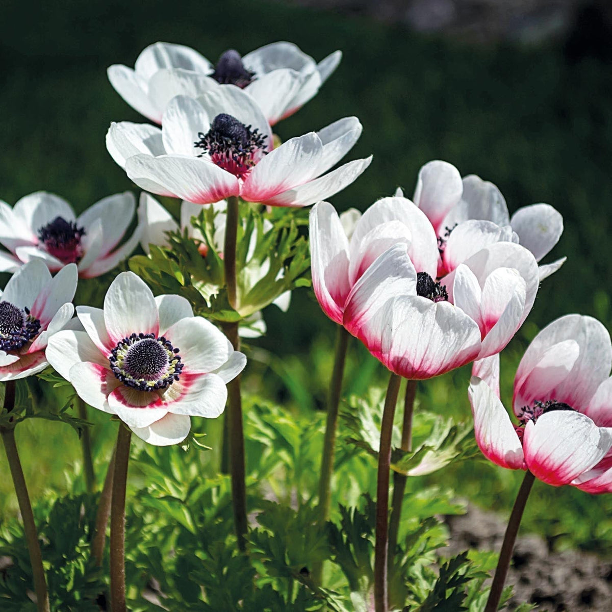 Bloembollenlasagne 'Crimson Breeze'