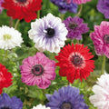 Bloembollenlasagne 'Crimson Mosaic'
