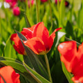 Bloembollenlasagne 'Crimson Mosaic'