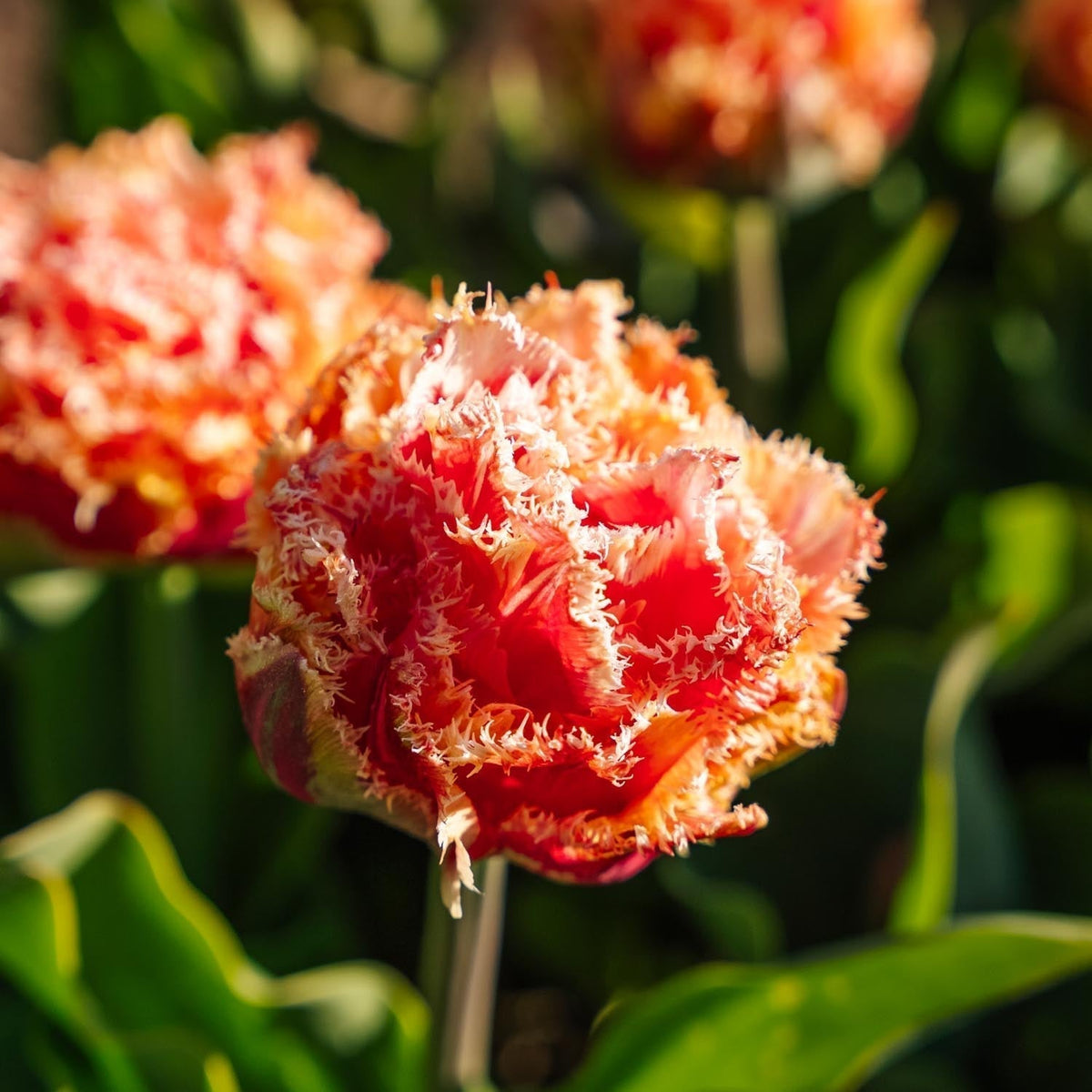 Bloembollenlasagne 'Crimson Mosaic'