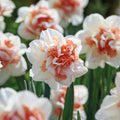 Bloembollenlasagne 'Crimson Mosaic'