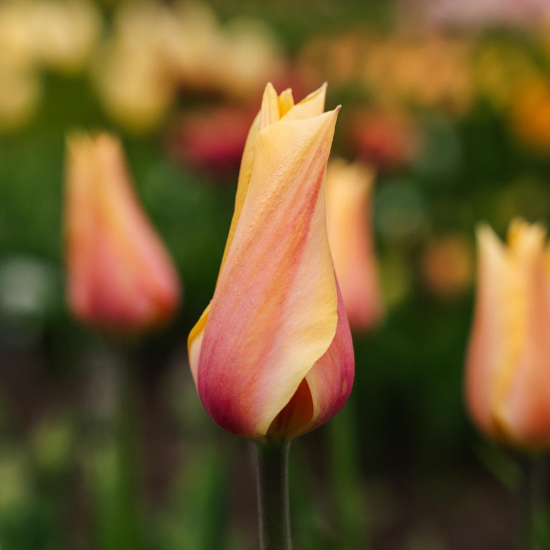 Bloembollenlasagne 'Feathered Rose'