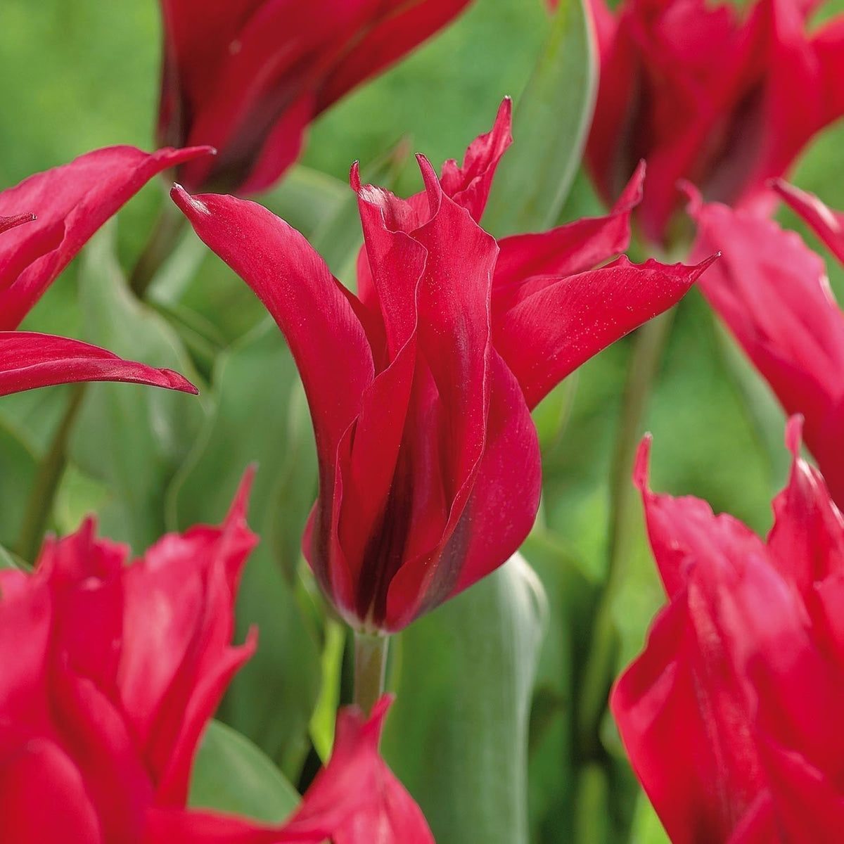Bloembollenlasagne 'Feathered Rose'