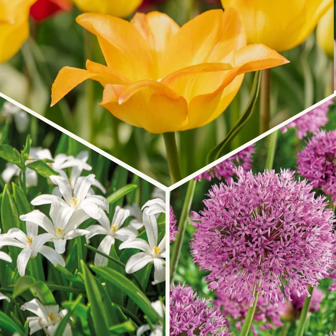 Bloembollenlasagne 'Golden hour'