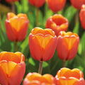 Bloembollenlasagne 'Golden Spring'