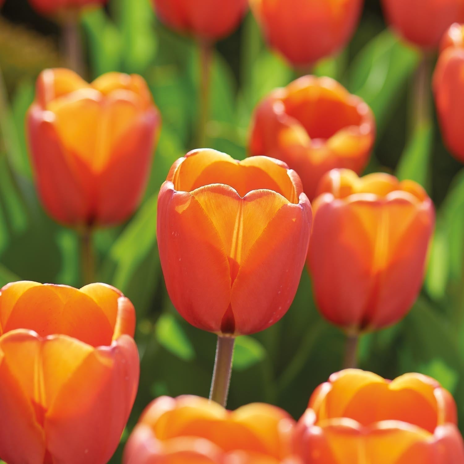 Bloembollenlasagne 'Golden Spring'