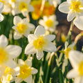 Bloembollenlasagne 'Golden Spring'