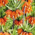 Bloembollenlasagne 'Golden Spring'