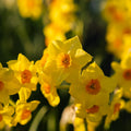 Bloembollenlasagne 'Golden Spring'