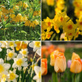 Bloembollenlasagne 'Golden Spring'