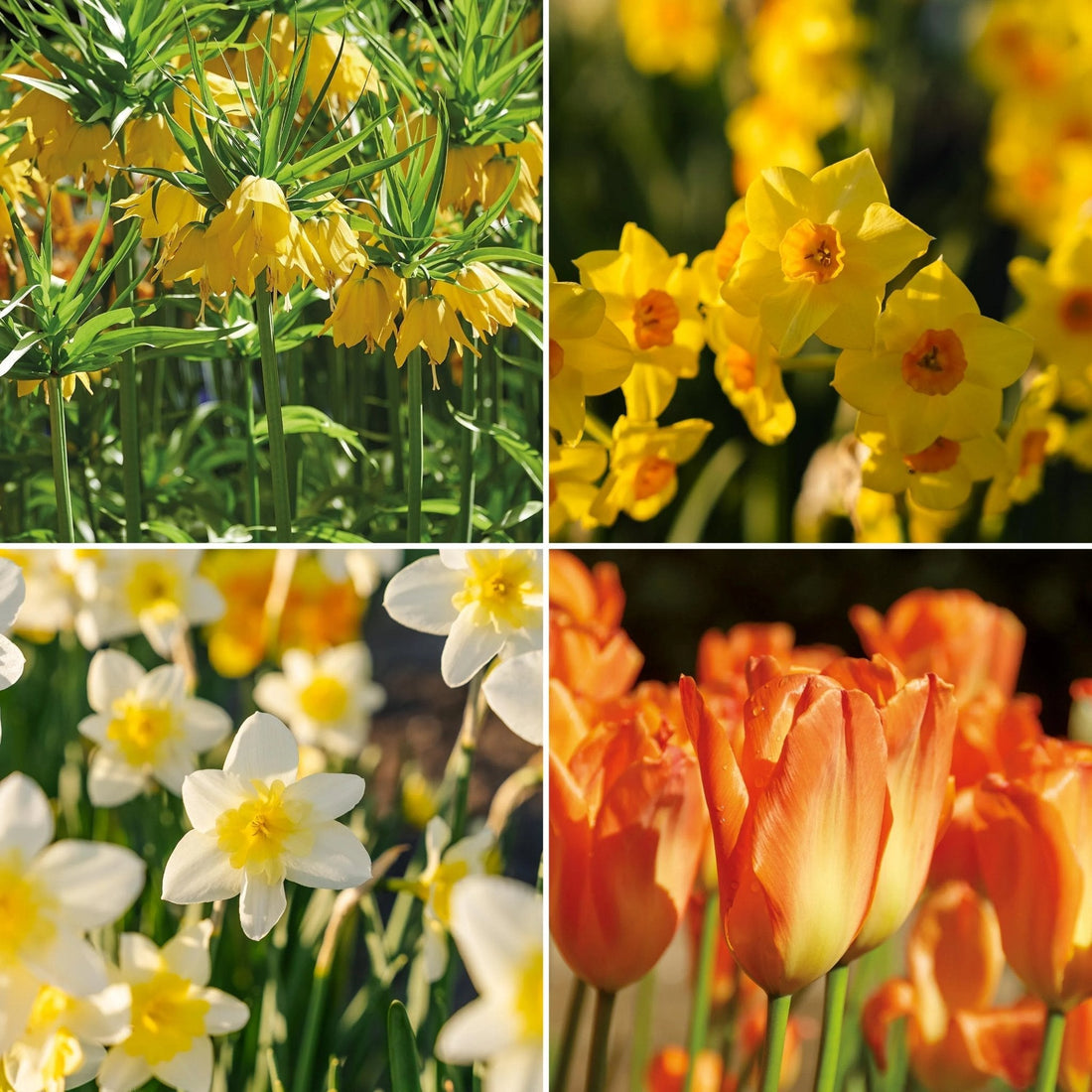 Bloembollenlasagne 'Golden Spring'