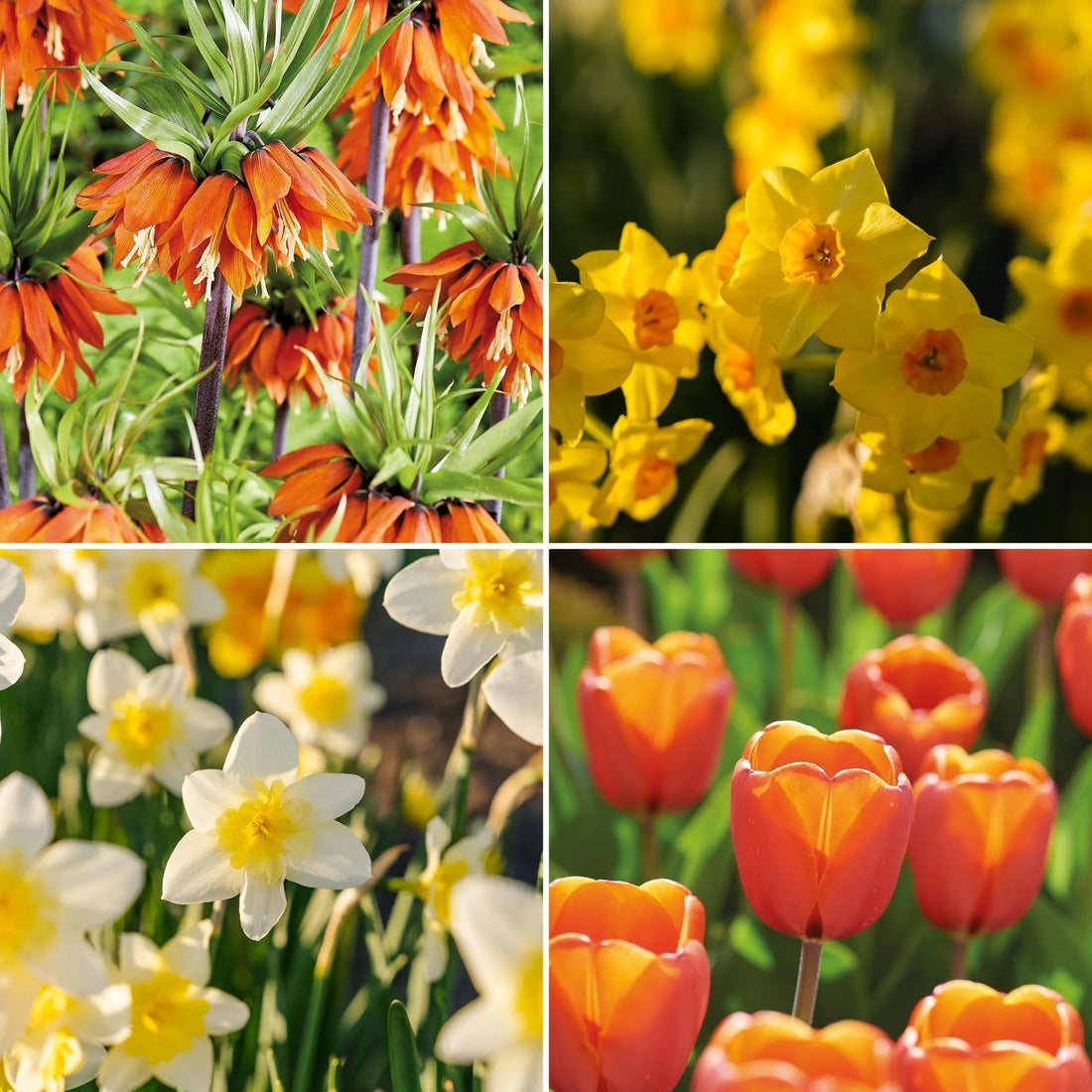 Bloembollenlasagne 'Golden Spring'