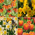 Bloembollenlasagne 'Golden Spring'
