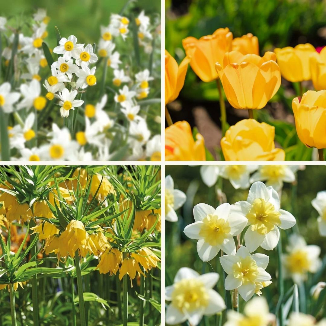 Bloembollenlasagne 'Golden Spring'