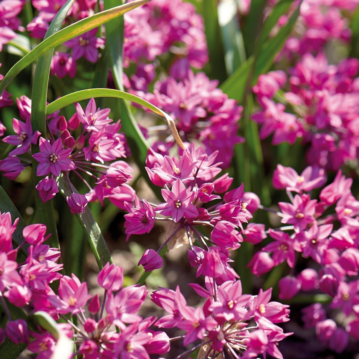 Bloembollenlasagne 'Ivory Twilight'