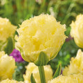 Bloembollenlasagne 'Ivory Twilight'
