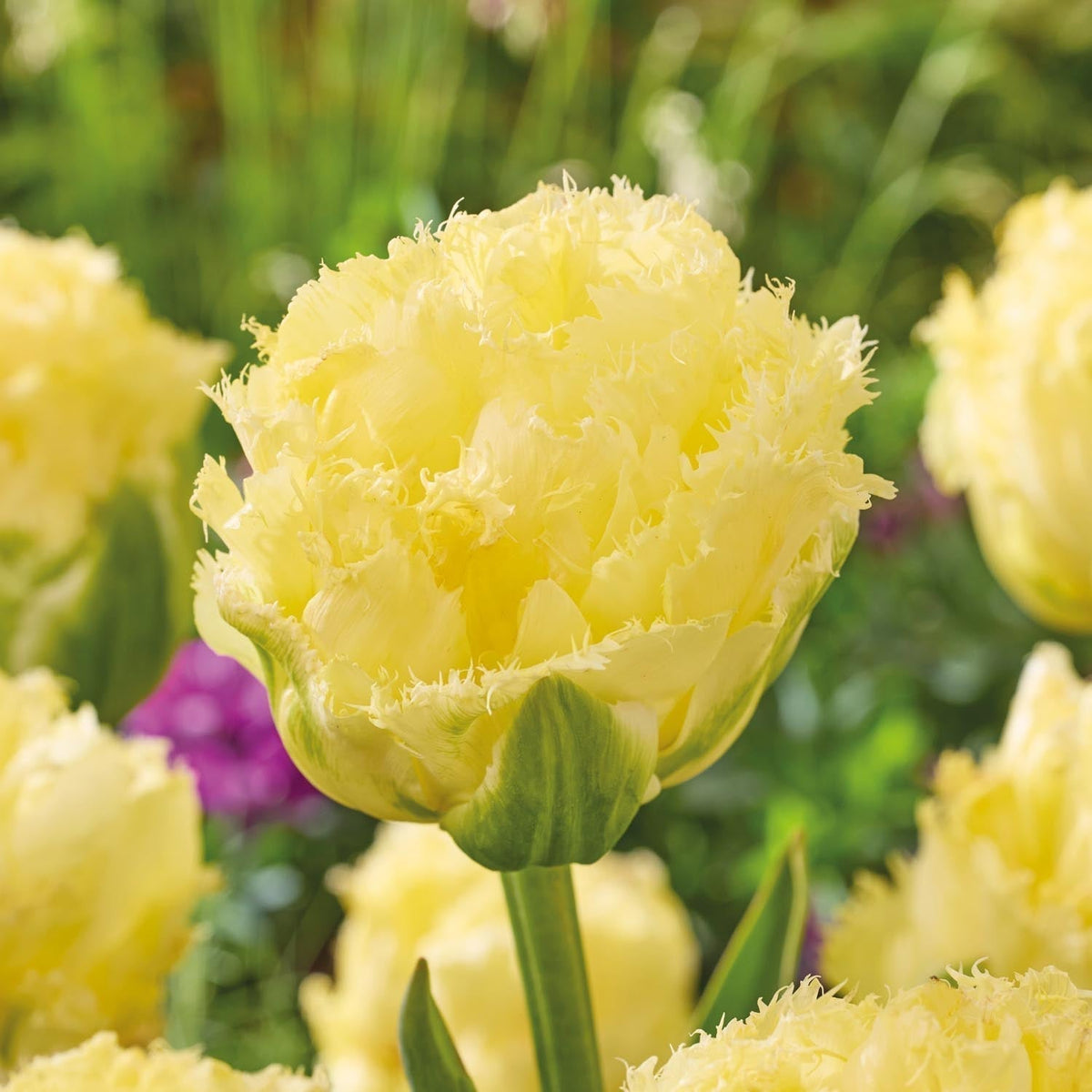 Bloembollenlasagne 'Ivory Twilight'
