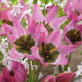 Bloembollenlasagne 'Ivory Twilight'