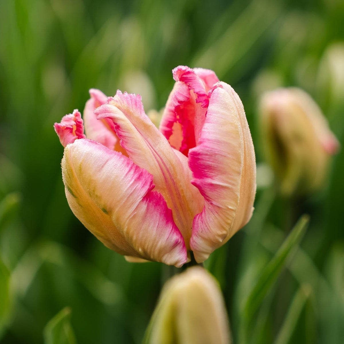 Bloembollenlasagne 'Peach Blush'