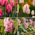 Bloembollenlasagne 'Pink Vision'