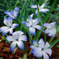 Bloembollenlasagne 'Prairie Starlight'