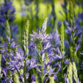 Bloembollenlasagne 'Prairie Starlight'