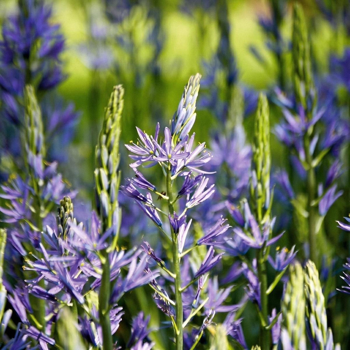 Bloembollenlasagne 'Prairie Starlight'