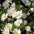 Bloembollenlasagne 'Prairie Whisper'