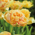 Bloembollenlasagne 'Prairie Whisper'