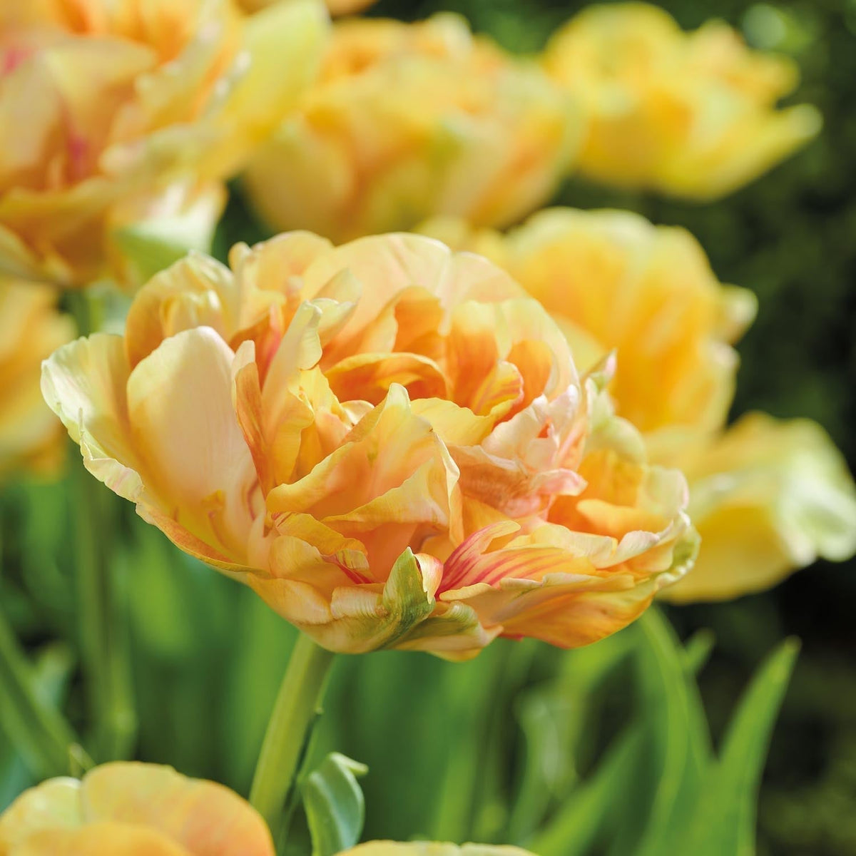 Bloembollenlasagne 'Prairie Whisper'