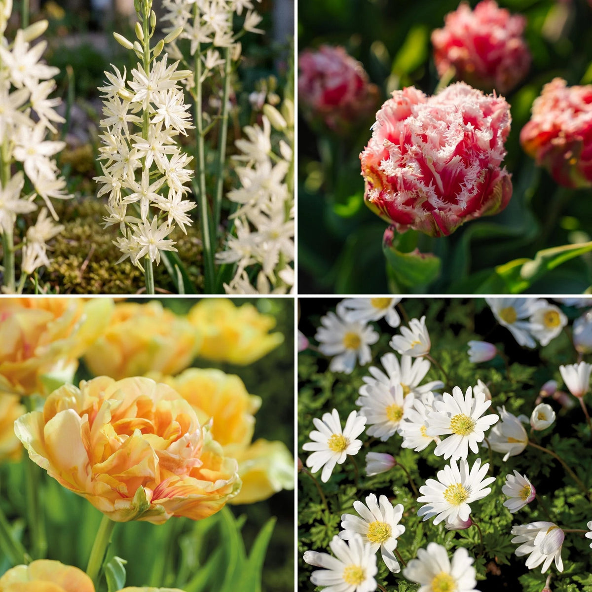 Bloembollenlasagne 'Prairie Whisper'