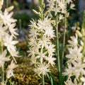 Bloembollenlasagne 'Prairie Whisper'