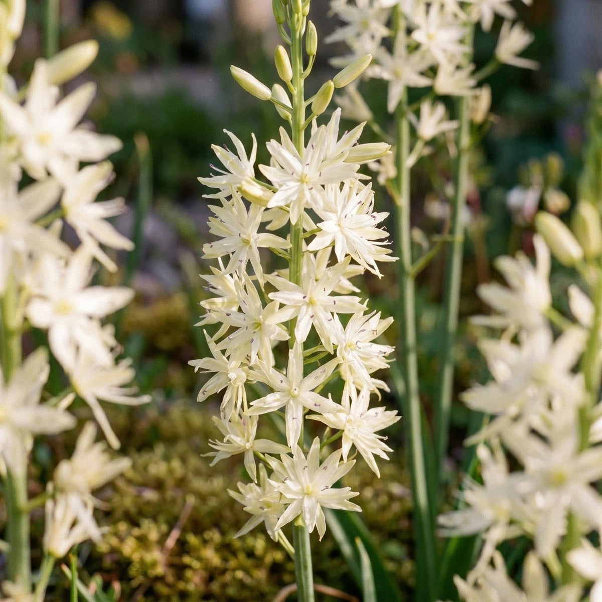 Bloembollenlasagne 'Prairie Whisper'