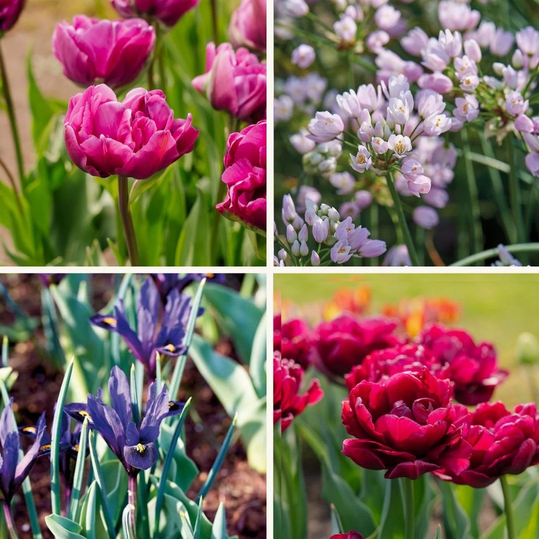 Bloembollenlasagne 'Purple Dreams'