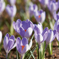 Bloembollenlasagne 'Purple Sensation'