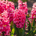 Bloembollenlasagne 'Rosewater Gleam'
