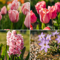 Bloembollenlasagne 'Salmon Sunset'