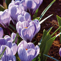 Bloembollenlasagne 'Scarlet Frost'