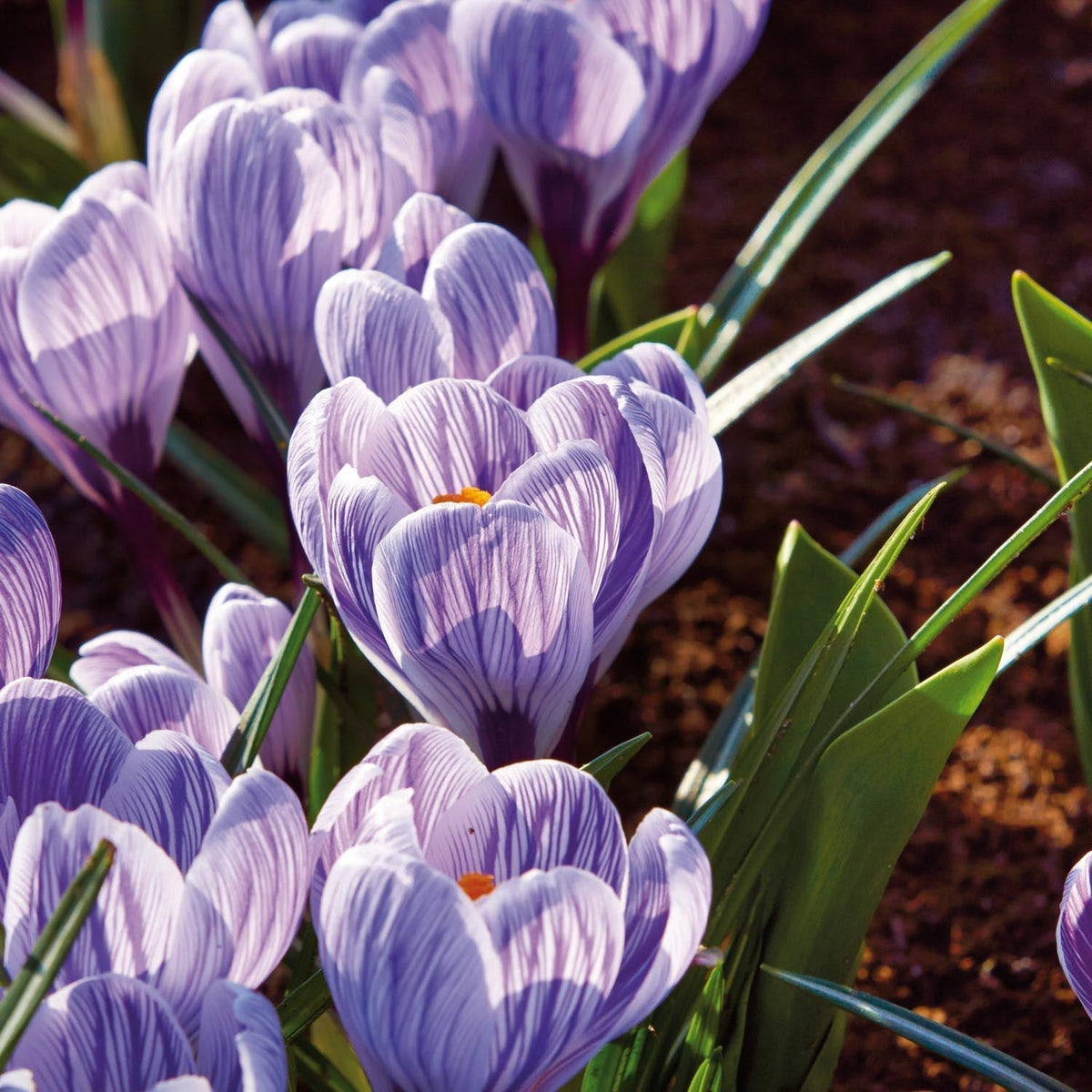 Bloembollenlasagne 'Scarlet Frost'