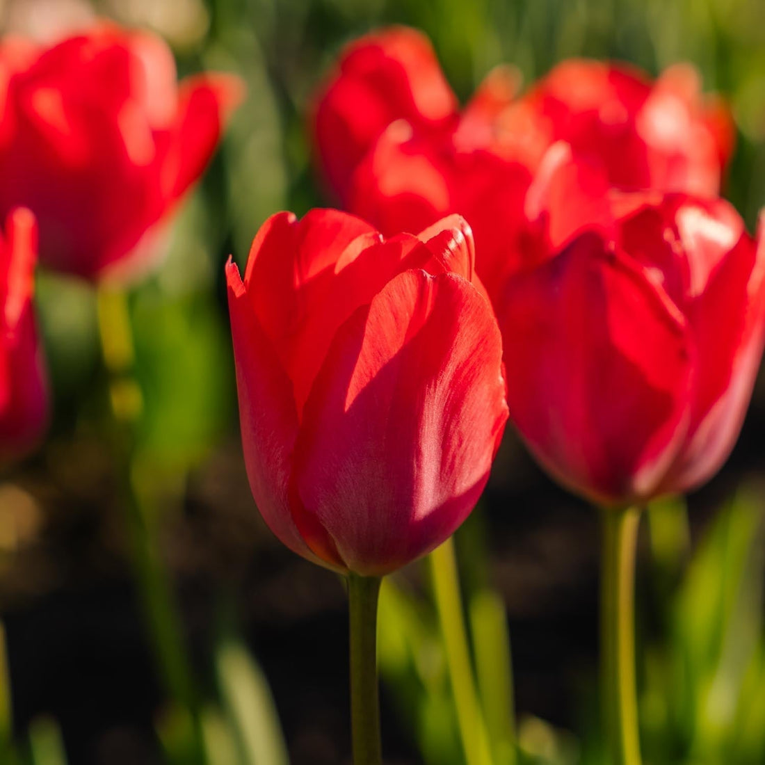 Bloembollenlasagne 'Scarlet Frost'