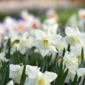 Bloembollenlasagne 'Snowy Breeze'