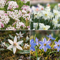 Bloembollenlasagne 'Snowy Breeze'