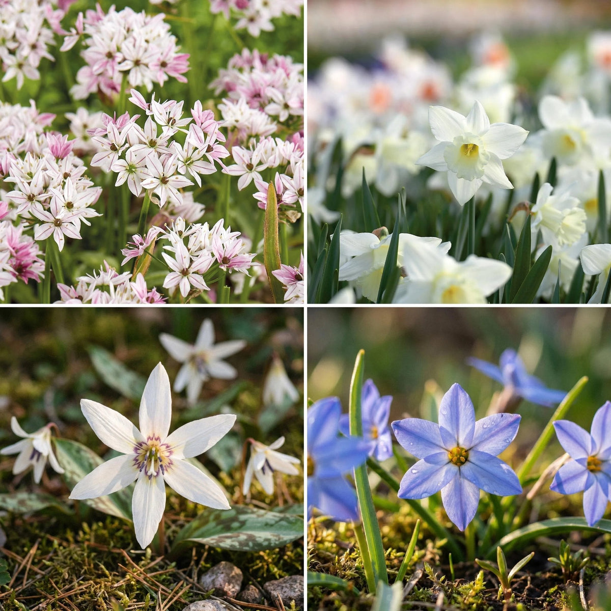 Bloembollenlasagne 'Snowy Breeze'