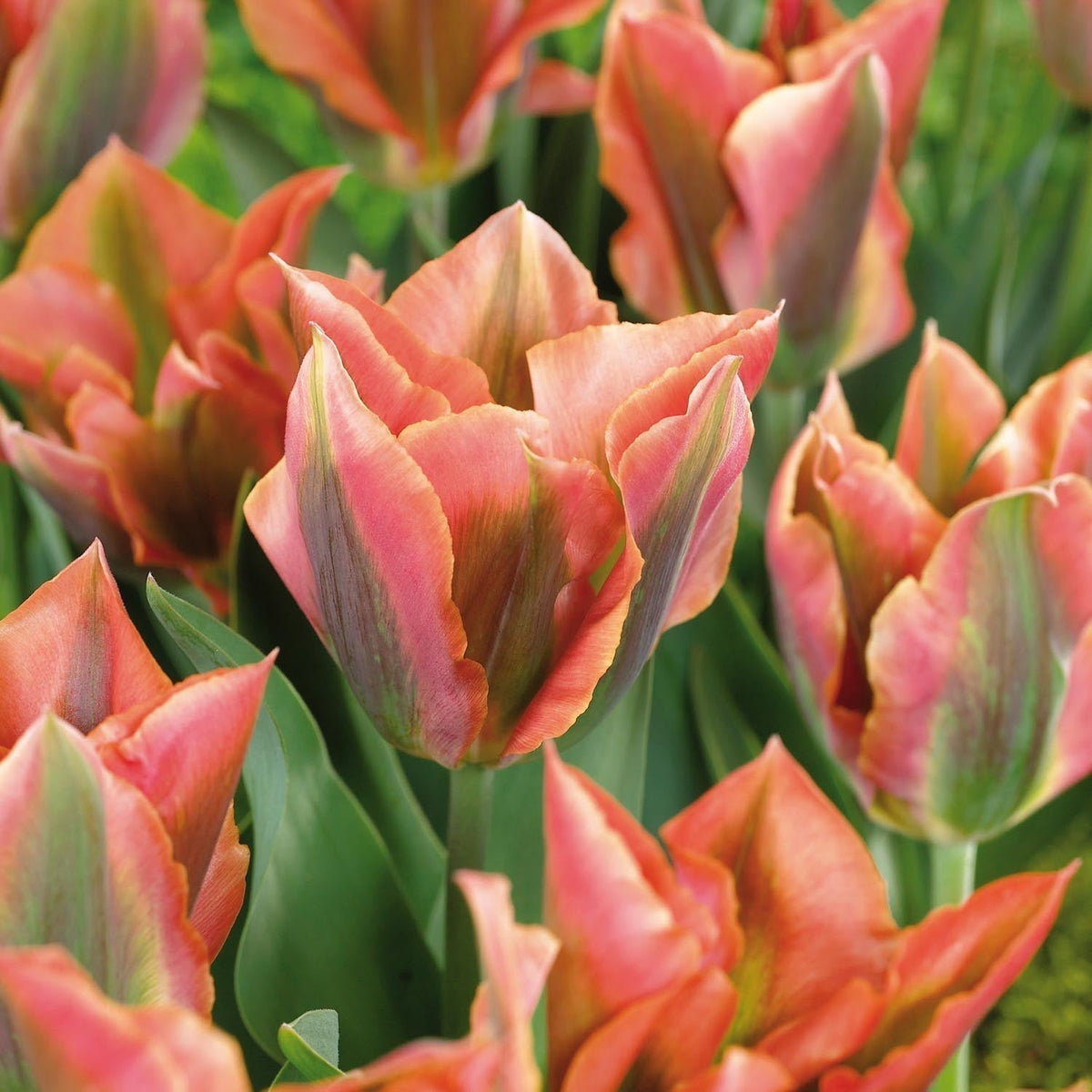 Bloembollenlasagne 'Starry Canopy'