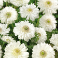 Bloembollenlasagne 'Starry Canopy'