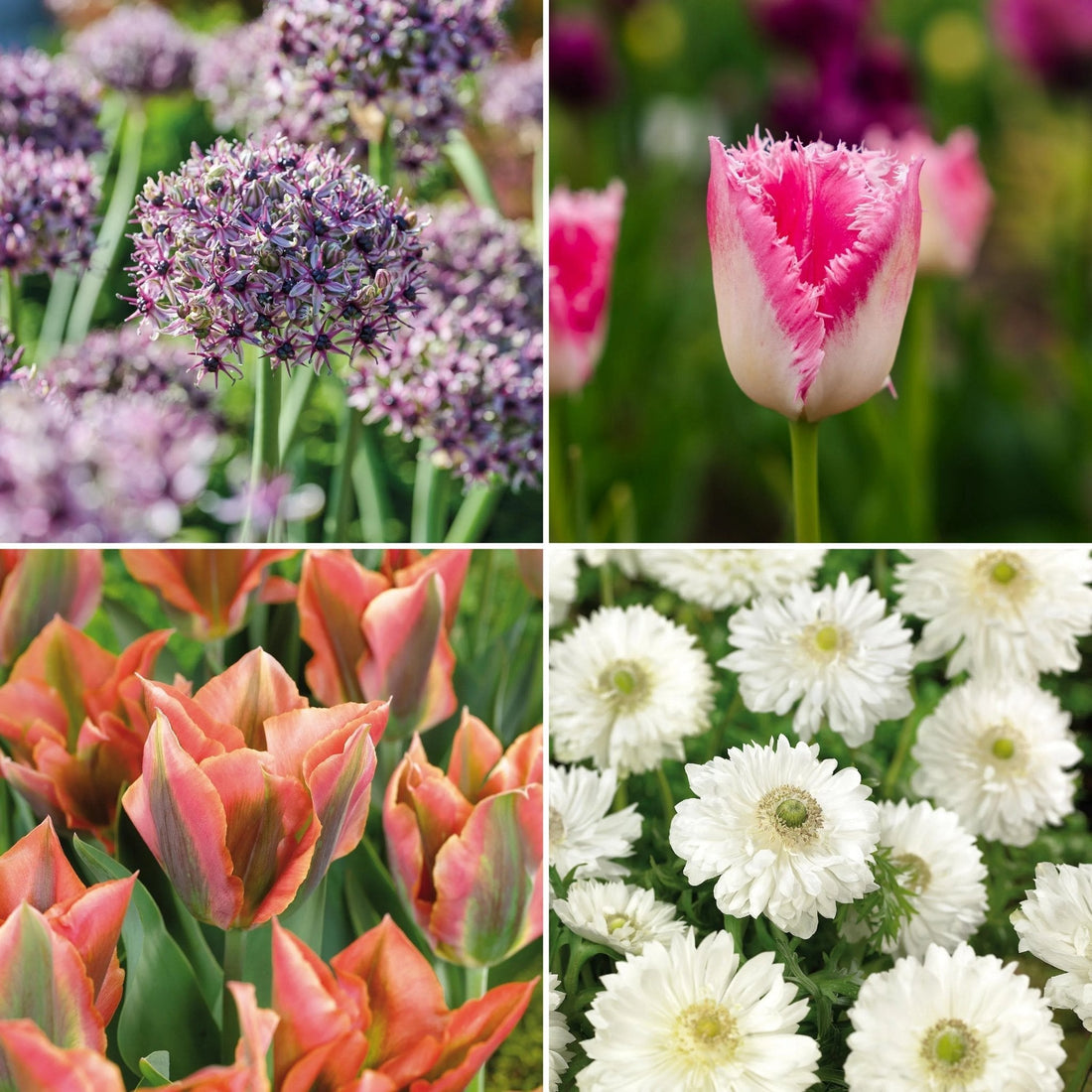 Bloembollenlasagne 'Starry Canopy'