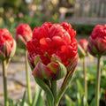 Bloembollenlasagne 'Strawberry Ice'