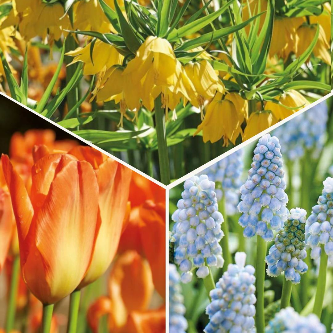 Bloembollenlasagne 'Teal and orange'