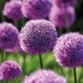 Bloembollenlasagne 'Violet Dusk'