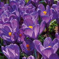 Bloembollenlasagne 'Violet Dusk'